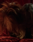 Filename=Chucky_S01E03_mp47734.jpg
Filesize=788KiB
Dimensions=1920x960
Date added=Jun 30, 2025 Chucky_S01E03_mp47734.jpg
